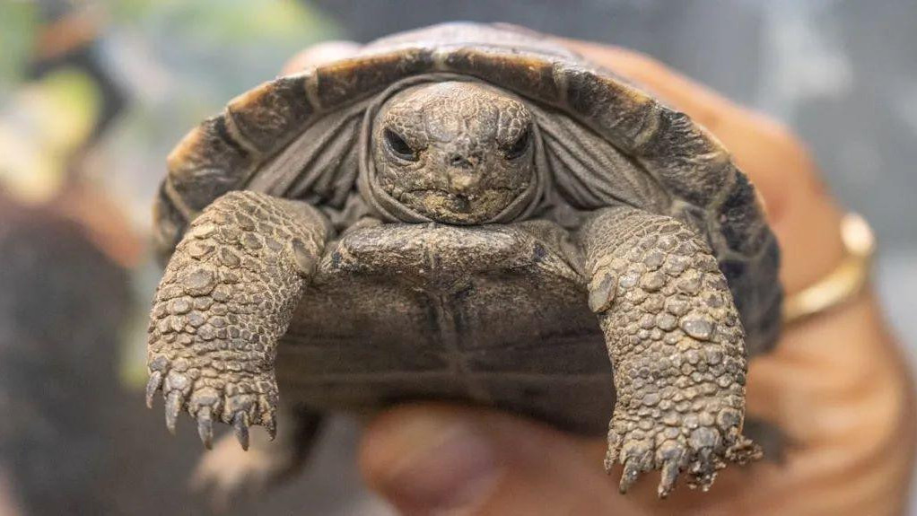 mladunče galapagoskih kornjača