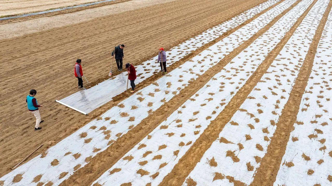 Soja može da sadrži 120 miligrama holina na 100 gram