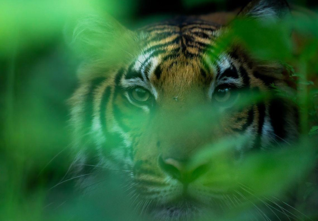 Close-up of tiger 