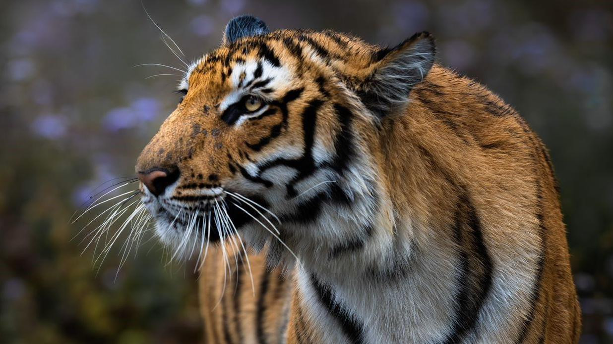 tigar