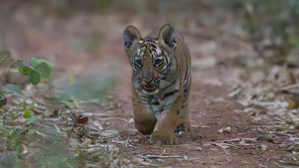 tigar, mladunče tigra
