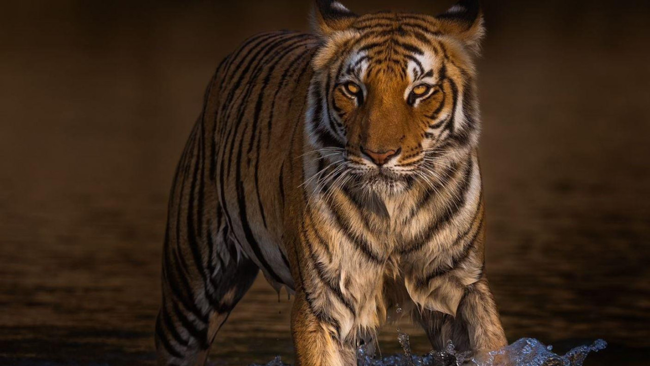 tigar