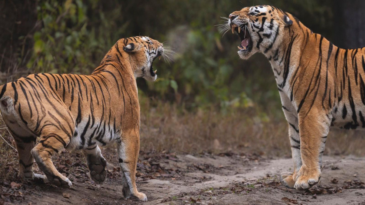 tigar, tigrica, tigrovi