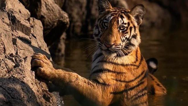 tigar
