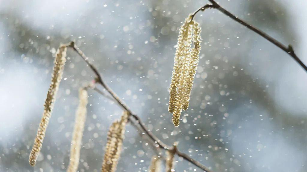 alergije, polen, ambrozija, astma, klimatske promene