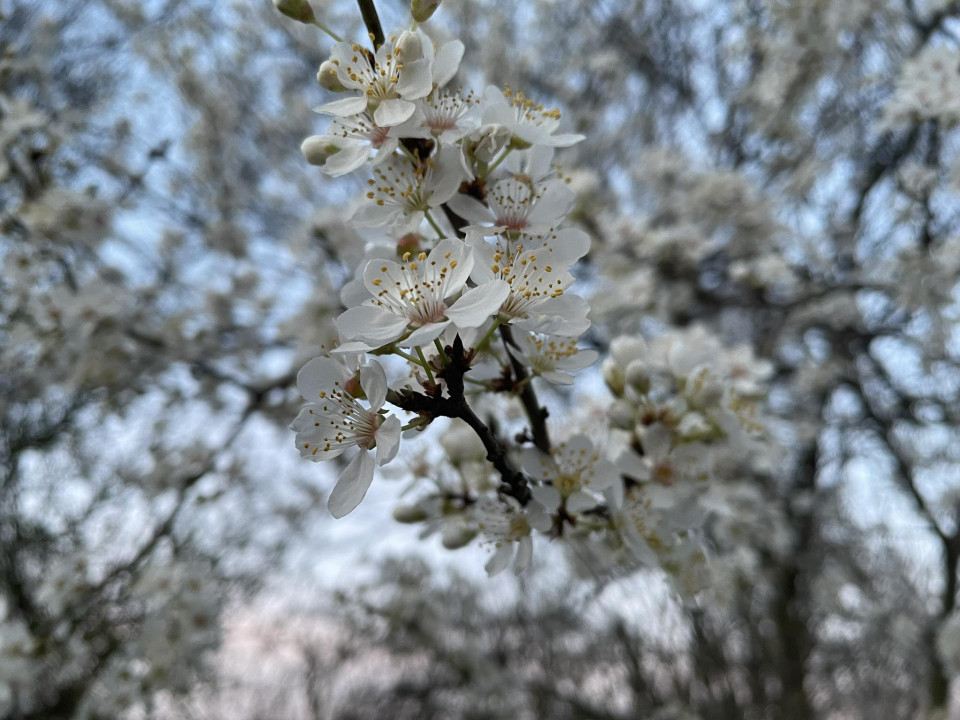 Fotografiju poslala Milica Č.